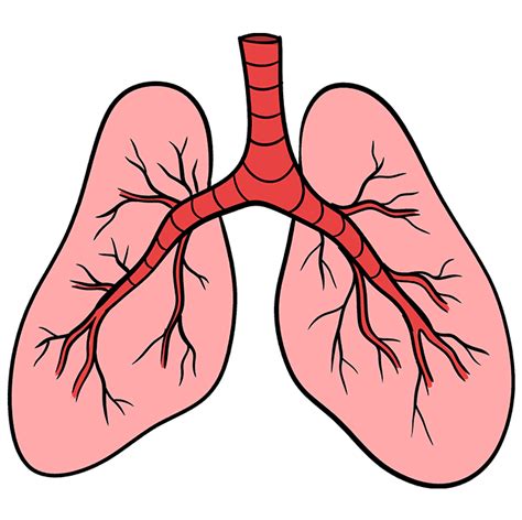 How to Draw Lungs in a Few Easy Steps: Drawing Tutorial for .